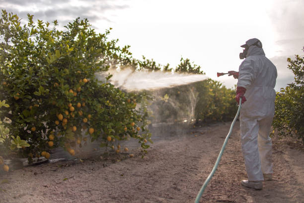 Best Ant Control Services  in Fairfield Bay, AR
