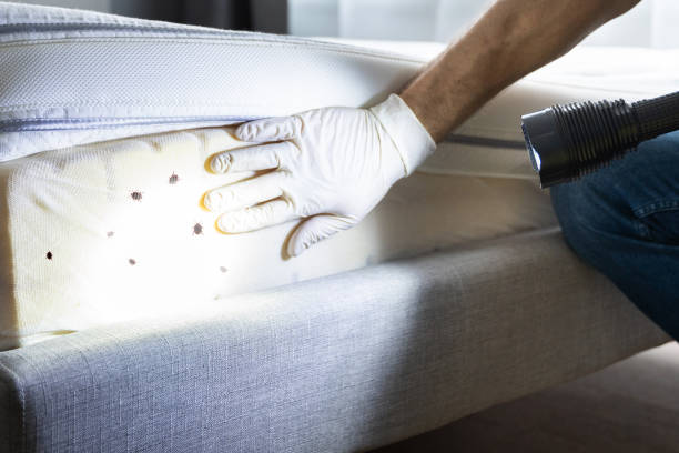 Best Emergency Pest Control  in Fairfield Bay, AR