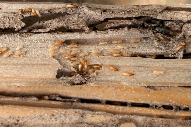 Best Exterminator Services  in Fairfield Bay, AR