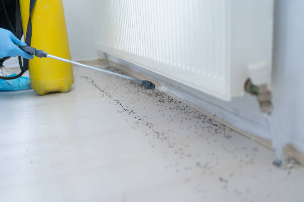 Flea Control Services in Fairfield Bay, AR