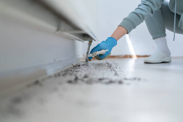 Best Flea Control Services  in Fairfield Bay, AR